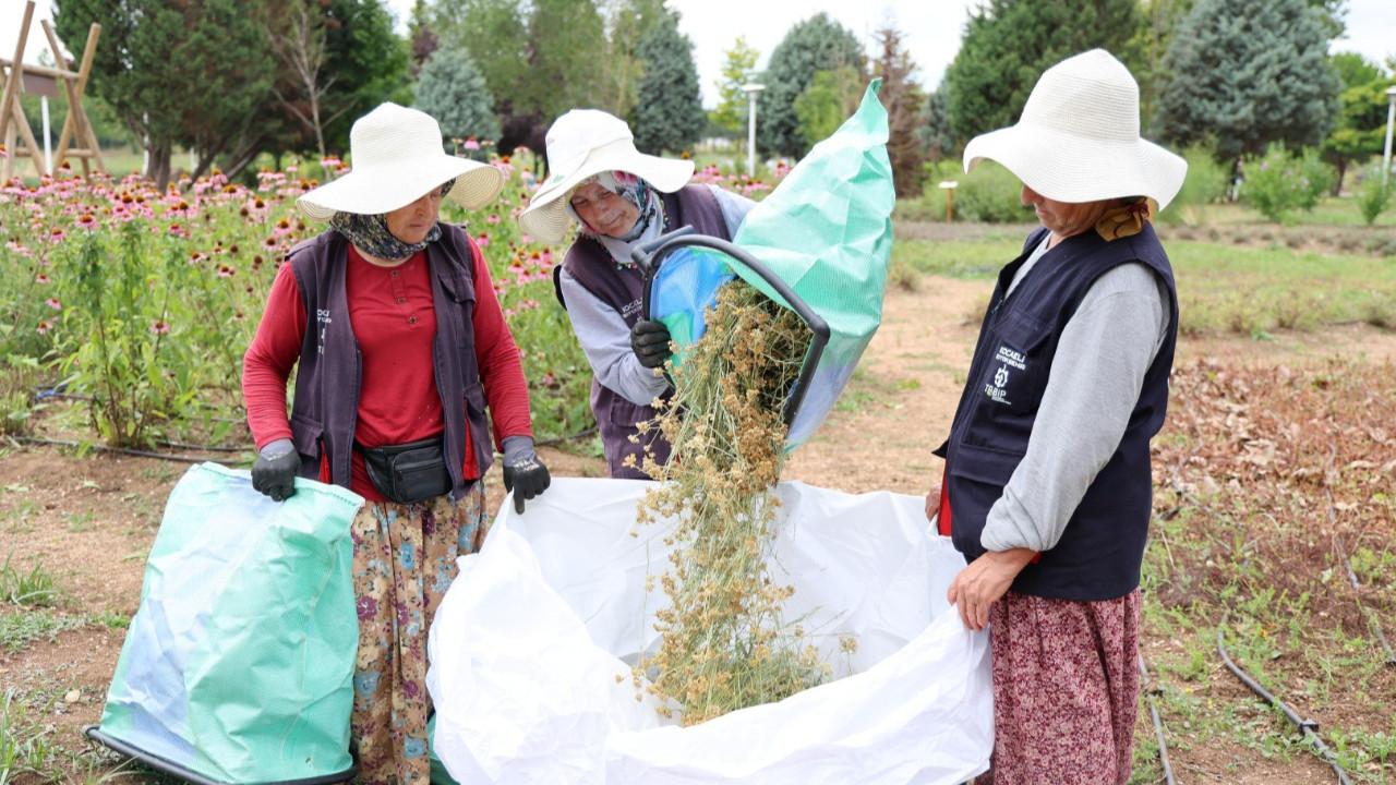 Kocaeli’de 41 çeşit tıbbi ve aromatik bitkinin hasadı yapıldı